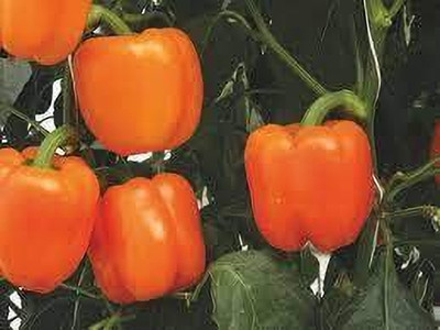 Seedsqlty red yellow capsicum seeds Seed(10 per packet)