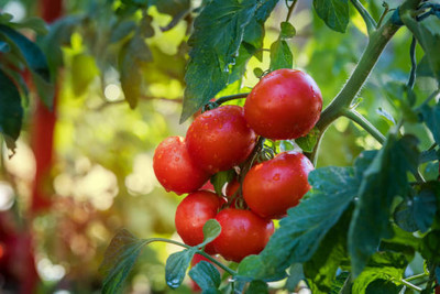 Shree Dev tomato Seed(30 per packet)
