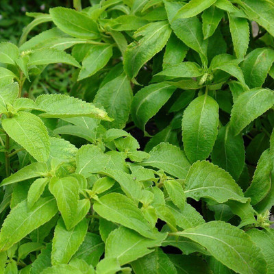 WILLVINE Peruvian Basil-[2000 Seeds] Seed(2000 per packet)