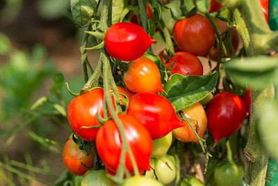 DROXTY tomato Seed(120 per packet)