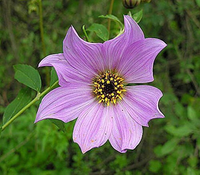 Qualtivate XLL-185 Dahlia imperialis | Giant Seeds Seed(50 per packet)