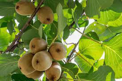 XOLDAA hybrid kiwi fruit seeds Seed(82 per packet)