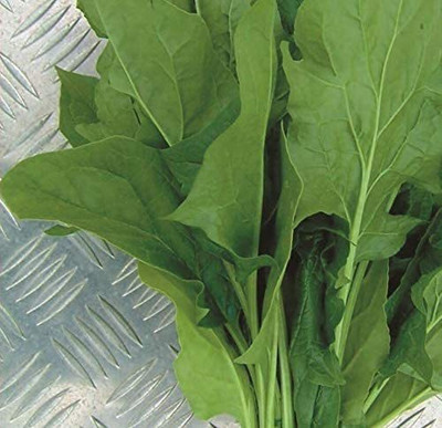 CYBEXIS Spinach Seed(2000 per packet)
