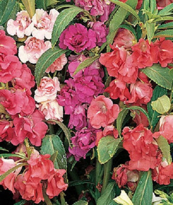 SAMS AGRO Garden Balsam Dwarf Flowers Blend Seed(80 per packet)