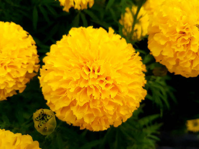MrGrow marigold/gende ka phool flower seeds Seed(75 per packet)