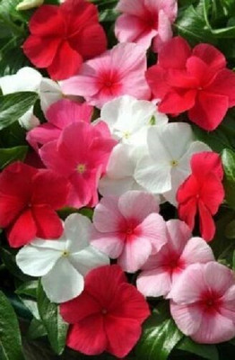 XOLDA Exotic vinca Seed(19 per packet)