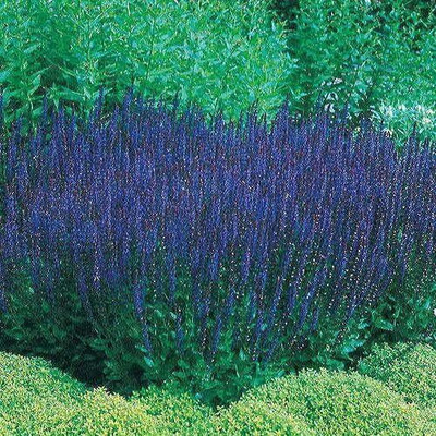 Qualtivate GBPT-9A Blue Queen Sage Salvia Seeds Seed(100 per packet)