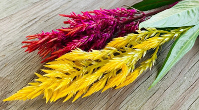 Quentova COLORFUL Mixed CELOSIA Flower-3N-IACR Seed(75 per packet)