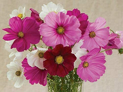 CYBEXIS HUA-48 - Sensation Mix Cosmos Flower - (90 Seeds) Seed(90 per packet)