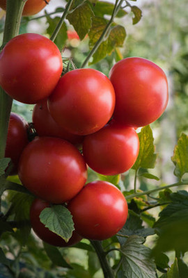 Mahak Stors tomato Seed(145 per packet)