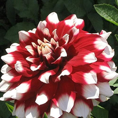 LPR DAHLIA Seed(20 per packet)