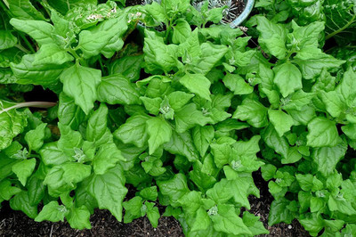 WILLVINE LX-298 New Zealand Spinach Seeds Seed(500 per packet)