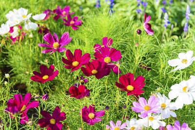 VibeX XLR-57 - Cosmos- Flower - (270 Seeds) Seed(270 per packet)