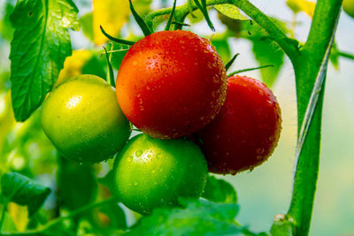 gelunix tomato Seed(145 per packet)