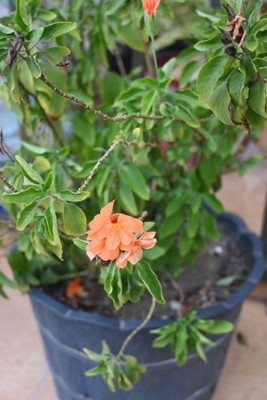 SHYAM kanakambaram-firecracker-crossandra Seed(36 per packet)