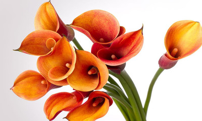 Haritadhara Calla Lily |Excellent Quality Flower Bulbs For Gardening Set of 02. Seed(2 per packet)