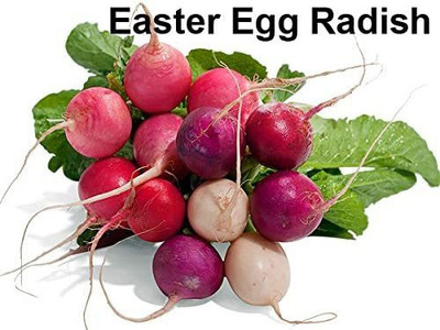 CYBEXIS VXI-87 - Easter Egg Radish - (2250 Seeds) Seed(2250 per packet)