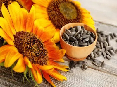 Aro Miniature sun flower Seed(100 per packet)