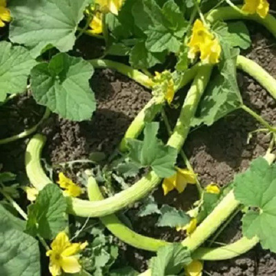 CYBEXIS ATS-84 - Long Melon - (150 Seeds) Seed(150 per packet)