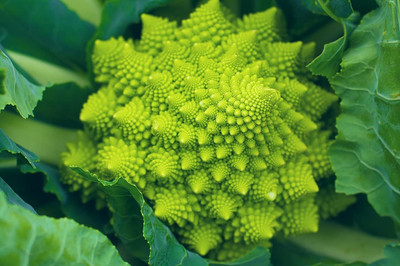 WILLVINE AMR -VII Romanesco Broccoli - Brassica oleracea botrytis [2.5g] Seed(750 per packet)