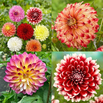 ibains Dahlia flower seeds mix 37 Seed(37 per packet)