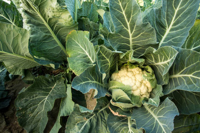 ASHOKA white cauliflower,gobhee seeds Seed(40 per packet)