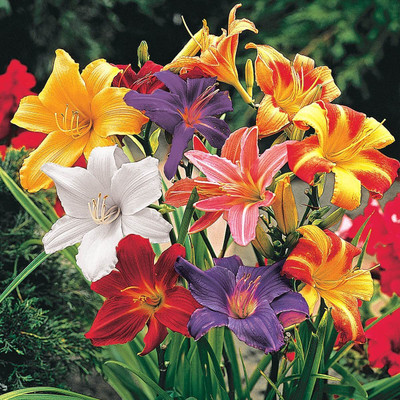 zabbus Day Lily Flower Bulbs for Summer Season Purple Seed(2 per packet)