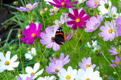ZIXA Cosmos Mix Seed(50 per packet)
