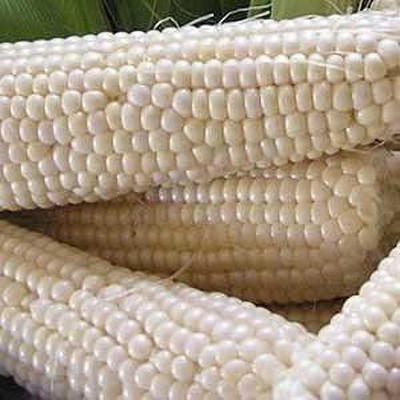 CYBEXIS LX-98 - Silver Queen Sweet Corn - (2250 Seeds) Seed(2250 per packet)