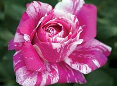 Qualtivate HUA-6A Raspberry Cream Twirl Rose Climbing Rose Seed(25 per packet)