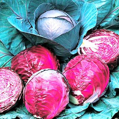 CYBEXIS Red Drumhead Cabbage2000 Seeds Seed(2000 per packet)