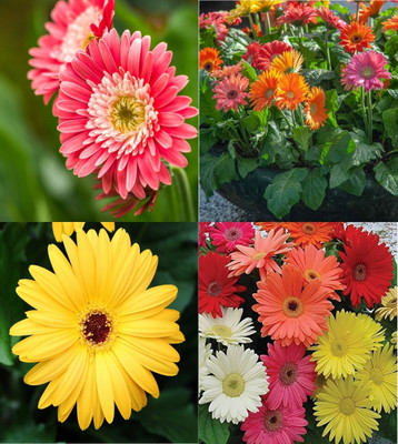 ibains Gerbera flower seeds hybrid mixed beez 12 Seed(12 per packet)