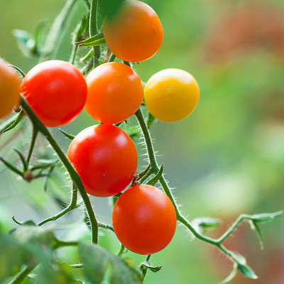 Digibusy tomato Seed(30 per packet)