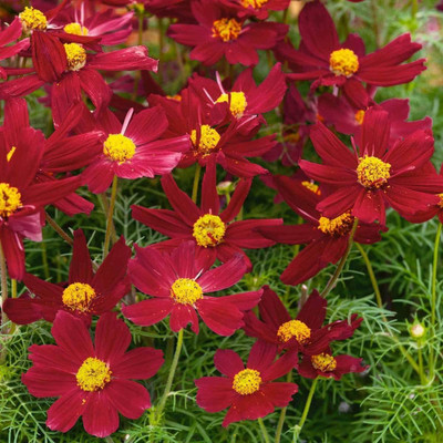 CYBEXIS NBIR-25 - Red Cosmos Flower - (30 Seeds) Seed(30 per packet)