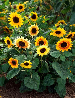BSARKAR Miniature sunflower seed Seed(25 per packet)