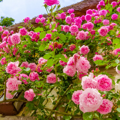 N.G.M. AGROCARE Imported Hybrid Climbing Rose Flower Mix Seeds Year-Round Blooms Seed(115 per packet)