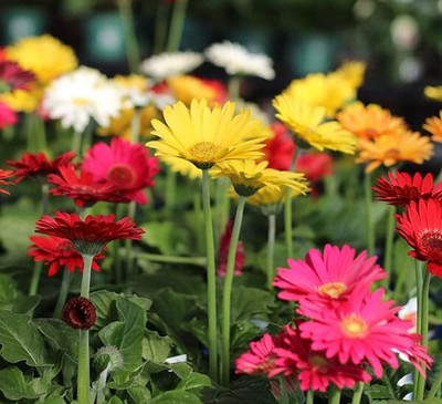 Lorvox Painted Mix Daisy Flower Seed(120 per packet)