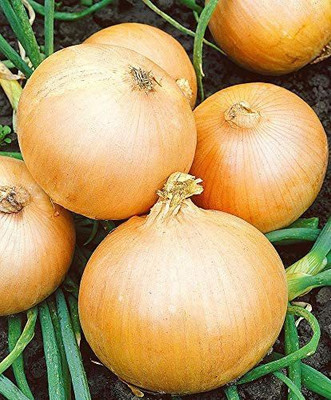 VibeX ® VLR-700 Seeds Giant Onion Chalcedone Seed(1000 per packet)