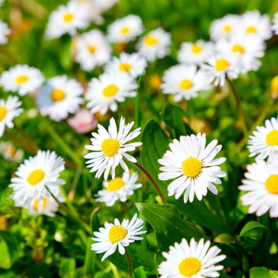 Epazo English Daisy Mixed Colour Flower Seeds Good Germination Seed(25 per packet)