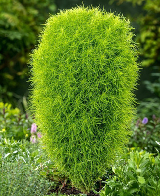 Quentova Kochia Burning Bush Green-RAJ-5K Seed(100 per packet)