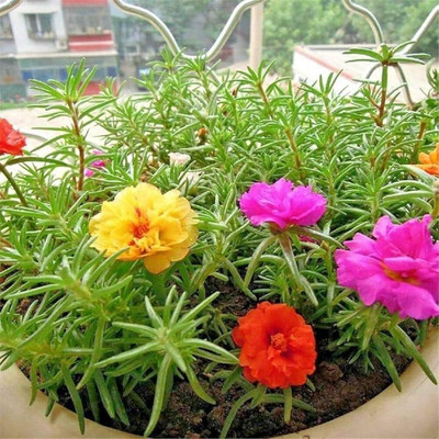 ibains Portulaca hybrid mixed seed Seed(11 per packet)