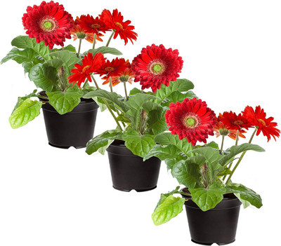 CYBEXIS NBIR-25 - Daisies - Red - (540 Seeds) Seed(540 per packet)