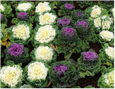 CYBEXIS Kale Ornamental Fringed Mix Seeds Brassica OLERACEA Seed(50 per packet)