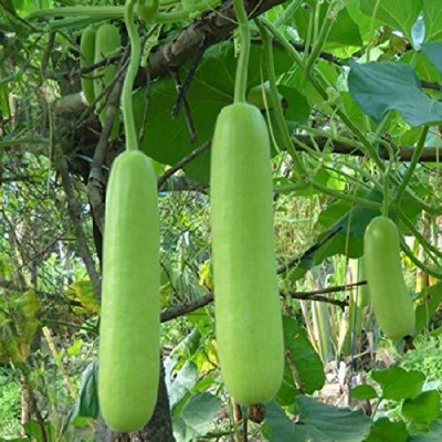 Aywal Organic Bottle Gourd Long Lauki Vegetable Seed(35 per packet)