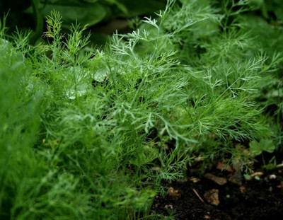 CYBEXIS HUA-99 - Bouquet Dill - (250 Seeds) Seed(250 per packet)
