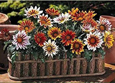 MAA Gazania Seed(22 per packet)