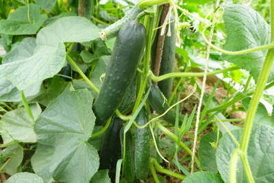 AFARTIOBINA 48 PCS CUCUMBER SEEDS Seed(48 per packet)