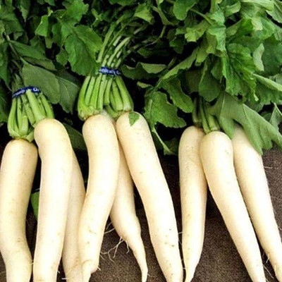 CYBEXIS Radish Seed(1000 per packet)