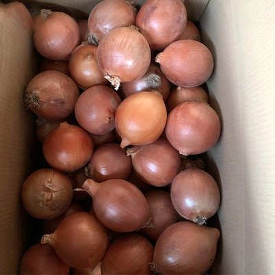 WATIKA Orange Pyaj Onion Seed(2000 per packet)