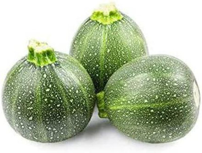 VibeX ® XLR-121 Round Zucchini Summer Squash Seeds Seed(100 per packet)